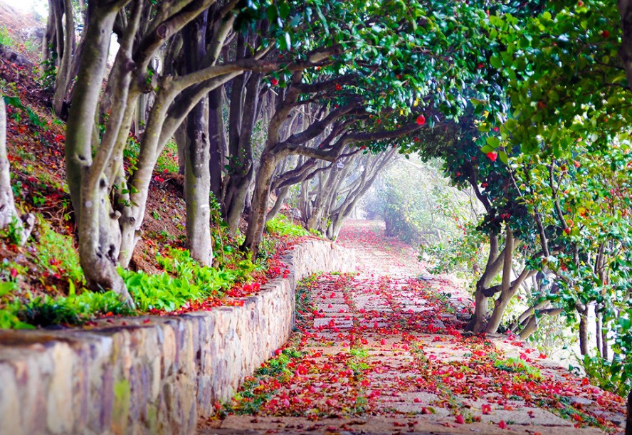 통영 장사도 이미지 6