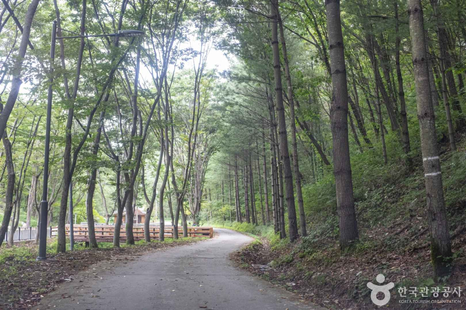 청송 자연휴양림 이미지 6