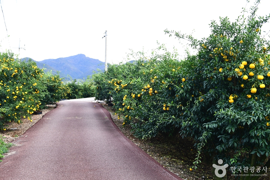 고흥 유자공원 이미지 2