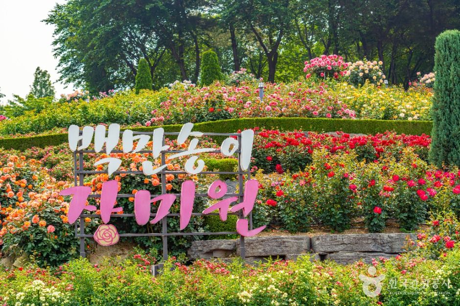 부천 백만송이장미원 이미지 1