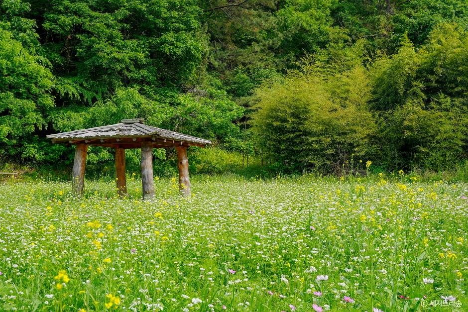 통영 RCE세자트라숲 이미지 8