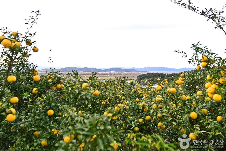 고흥 유자공원 이미지 1