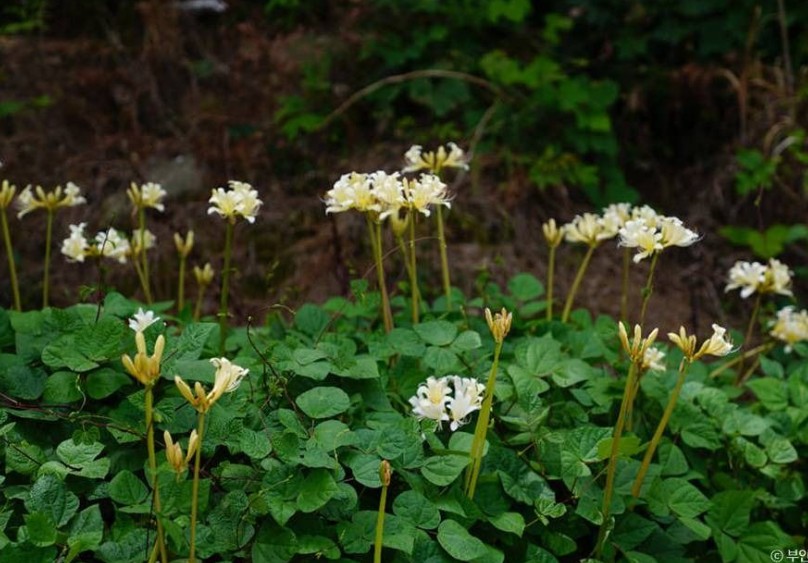 부안 위도섬 _서해안 국가지질공원 이미지 4