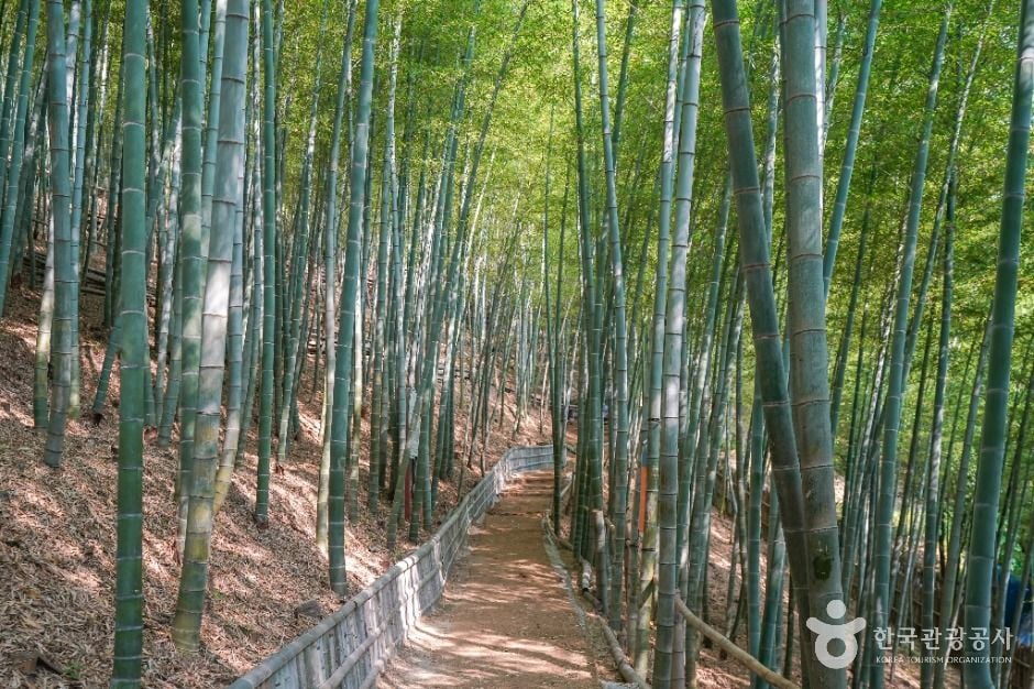 거제 맹종죽테마파크 이미지 3