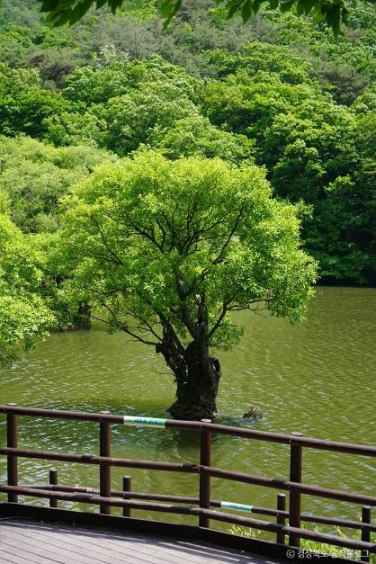 청송 주산지 (국가지질공원) 이미지 6