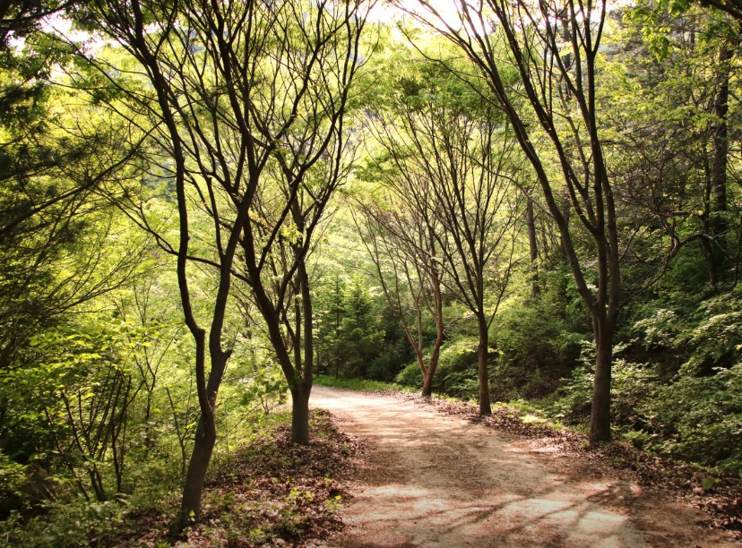 양평 서후리숲 이미지 5