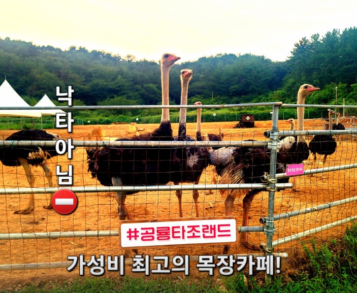 고성 공룡타조랜드 이미지 3