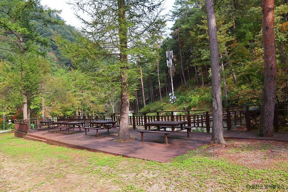 울진 통고산자연휴양림 이미지 6