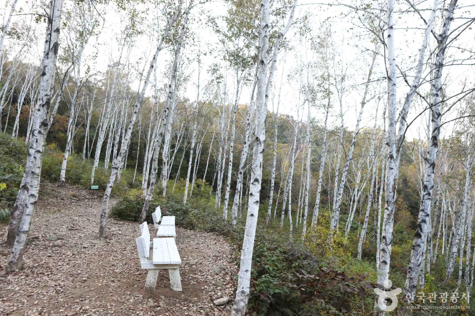 양평 서후리숲 이미지 3