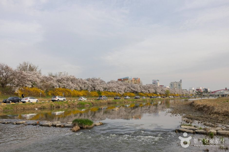 청주 무심천 벚꽃 거리 이미지 8
