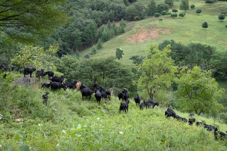 평창 육십마지기 _산너미목장 이미지 6