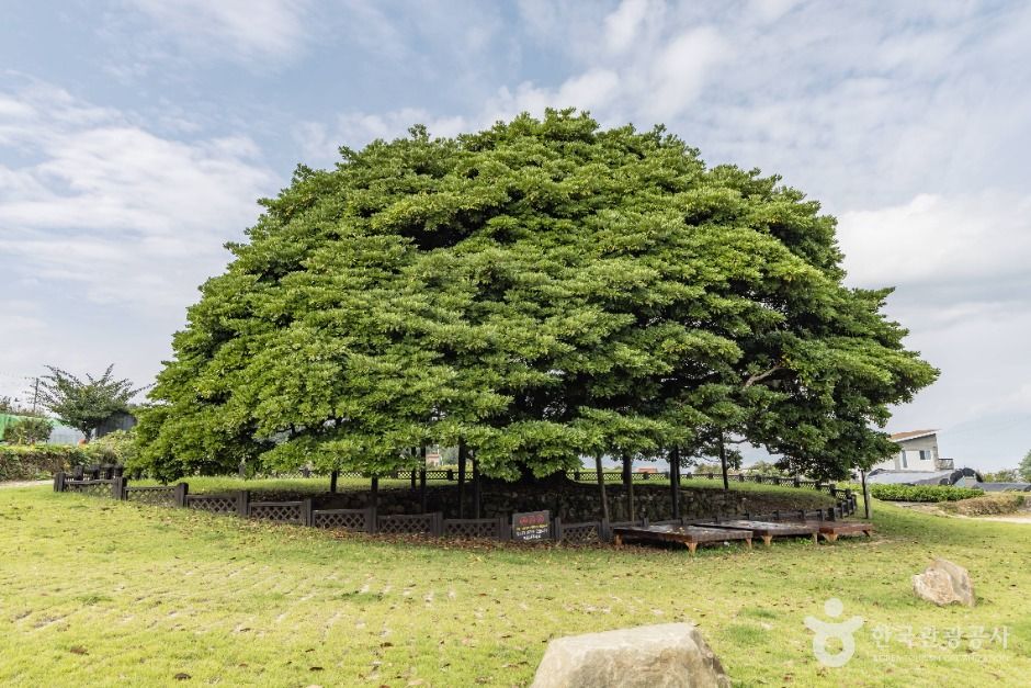 남해 창선도 왕후박나무 이미지 3