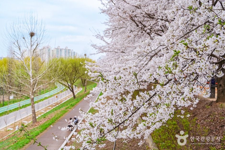 서울 안양천 제방벚꽃길 이미지 1