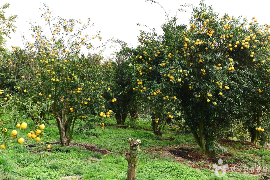 고흥 유자공원 이미지 6