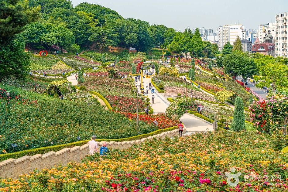 부천 백만송이장미원 이미지 3