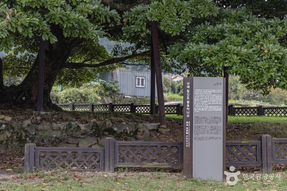 남해 창선도 왕후박나무 이미지 5