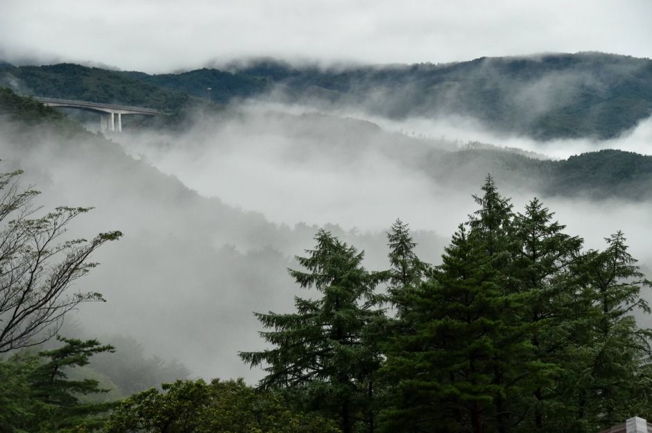 강릉 국립대관령치유의숲 이미지 8