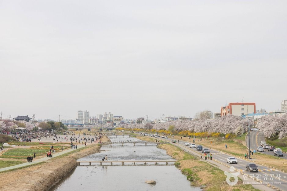 청주 무심천 벚꽃 거리 이미지 5