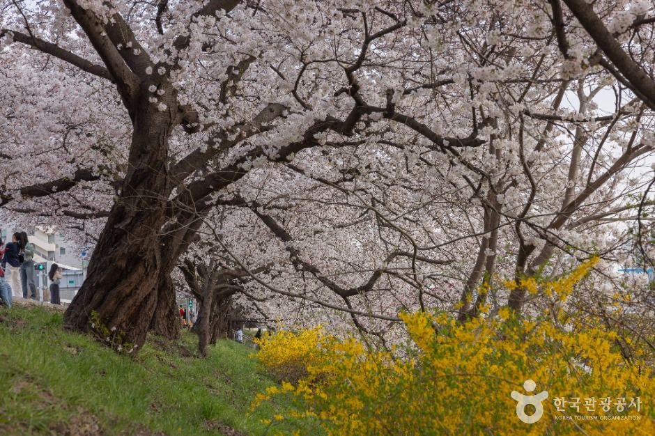 청주 무심천 벚꽃 거리 이미지 6