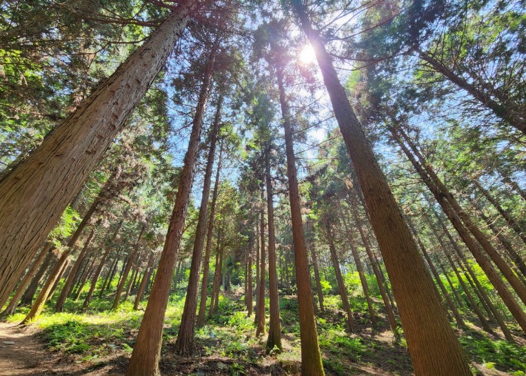 고성 갈모봉자연휴양림 이미지 2