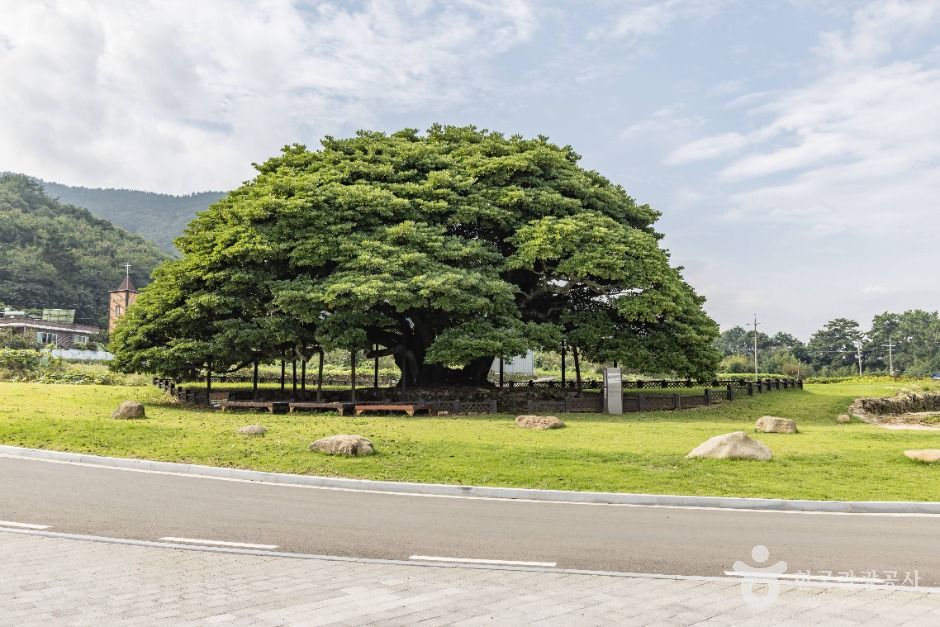 남해 창선도 왕후박나무 이미지 1