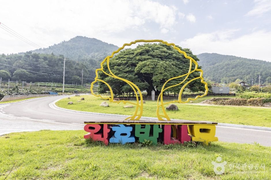 남해 창선도 왕후박나무 이미지 2