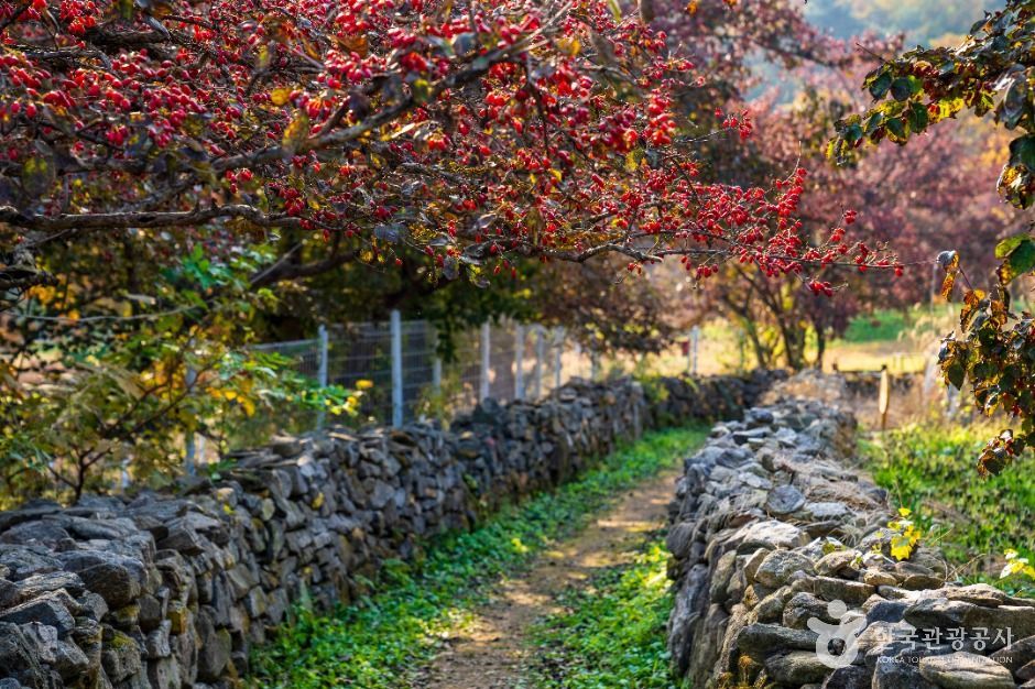 이천 산수유마을 이미지 7