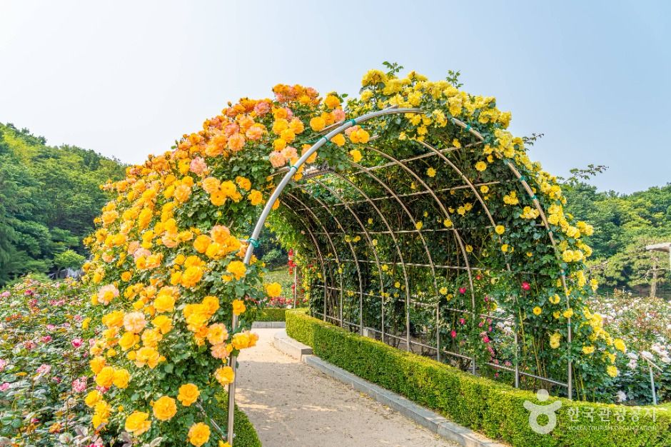 부천 백만송이장미원 이미지 10