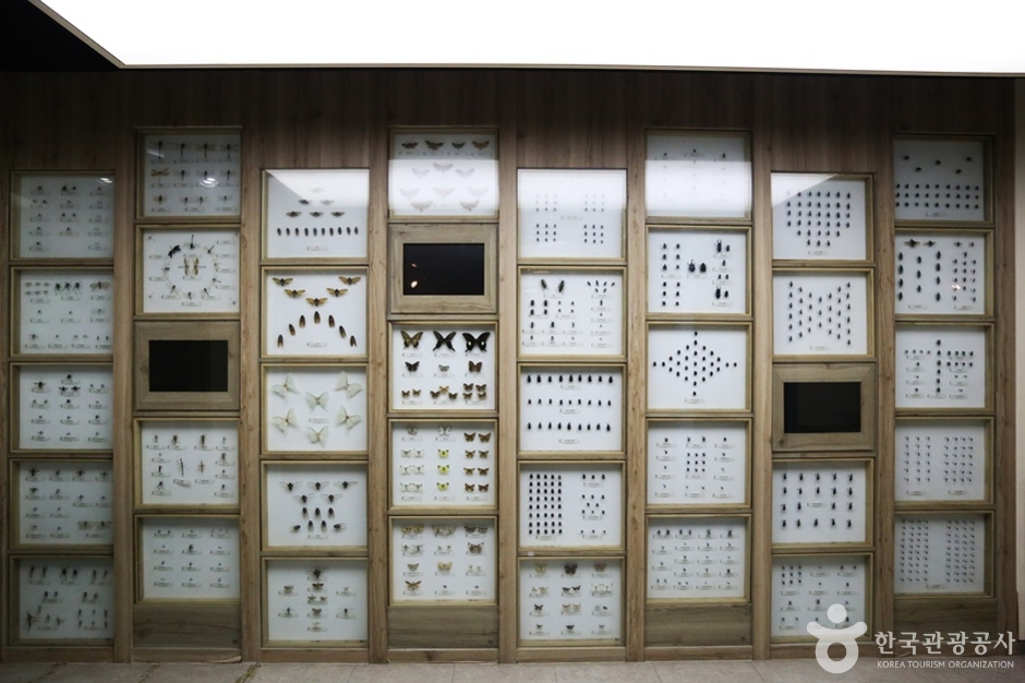 거제 곤충생태박물관 이미지 8