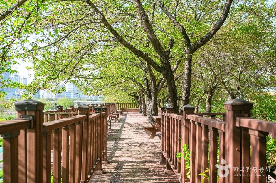 서울 안양천 제방벚꽃길 이미지 4