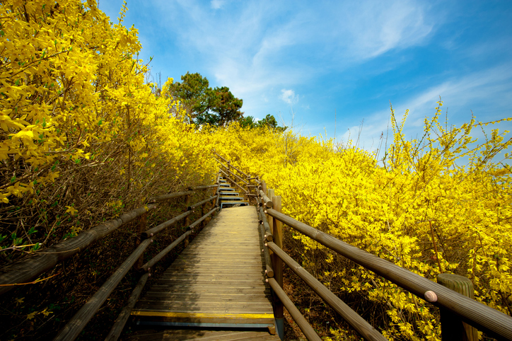 서울 응봉산 이미지 1