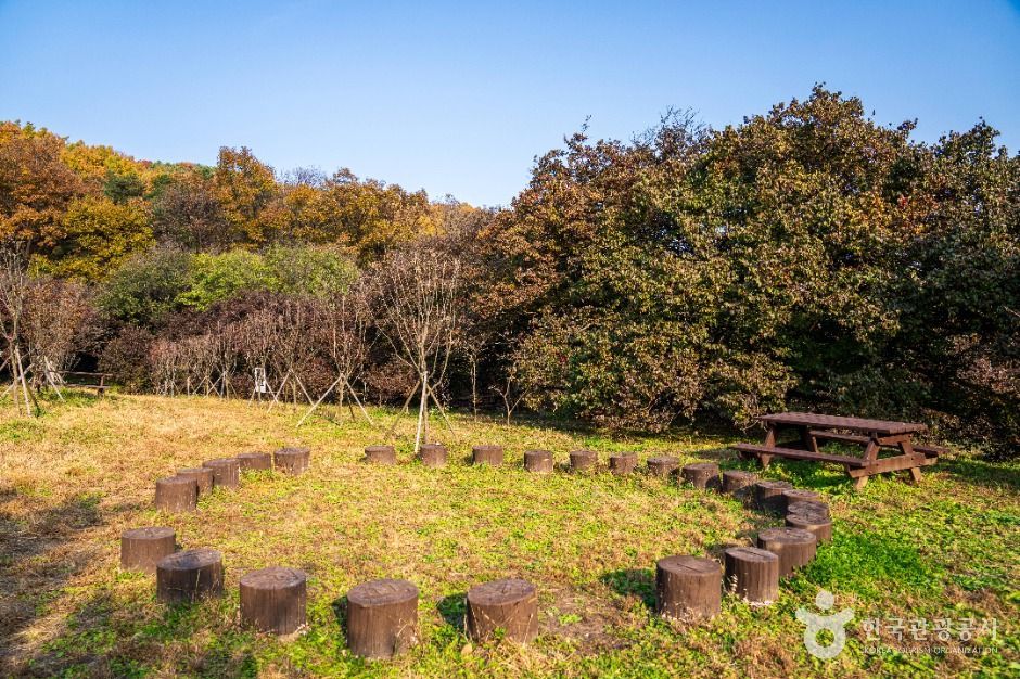 이천 산수유마을 이미지 4