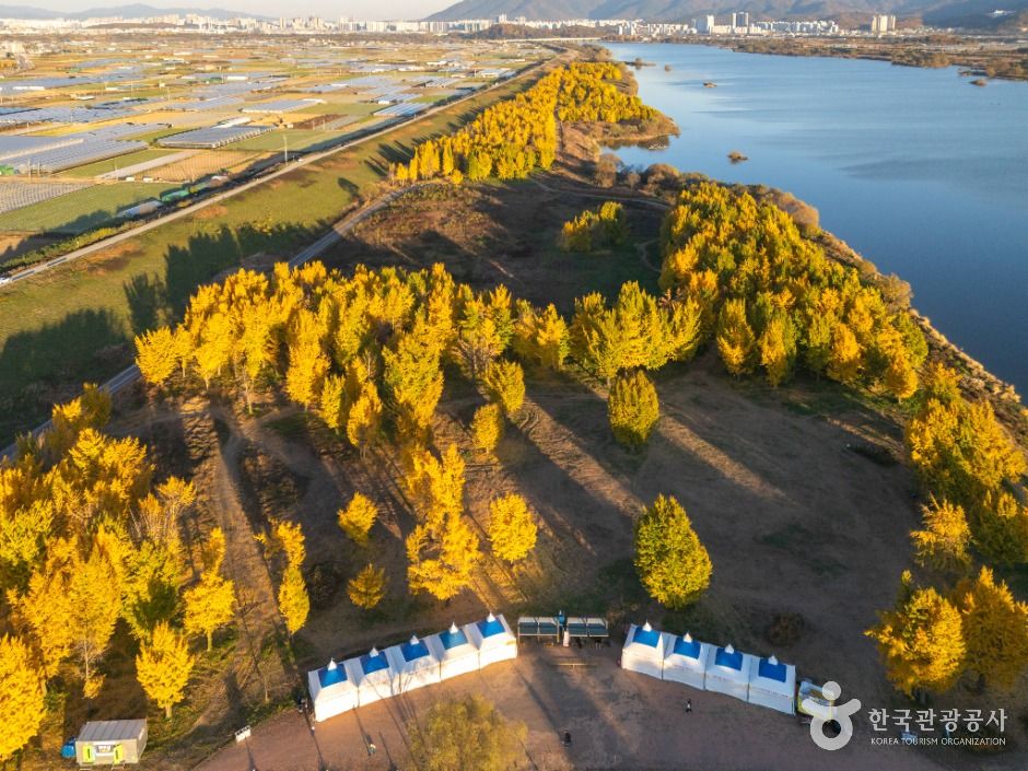 고령 다산 은행나무숲 이미지 3