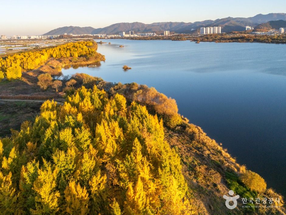 고령 다산 은행나무숲 이미지 2