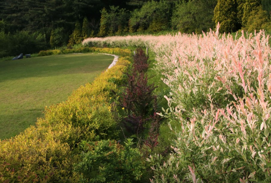 양평 서후리숲 이미지 1