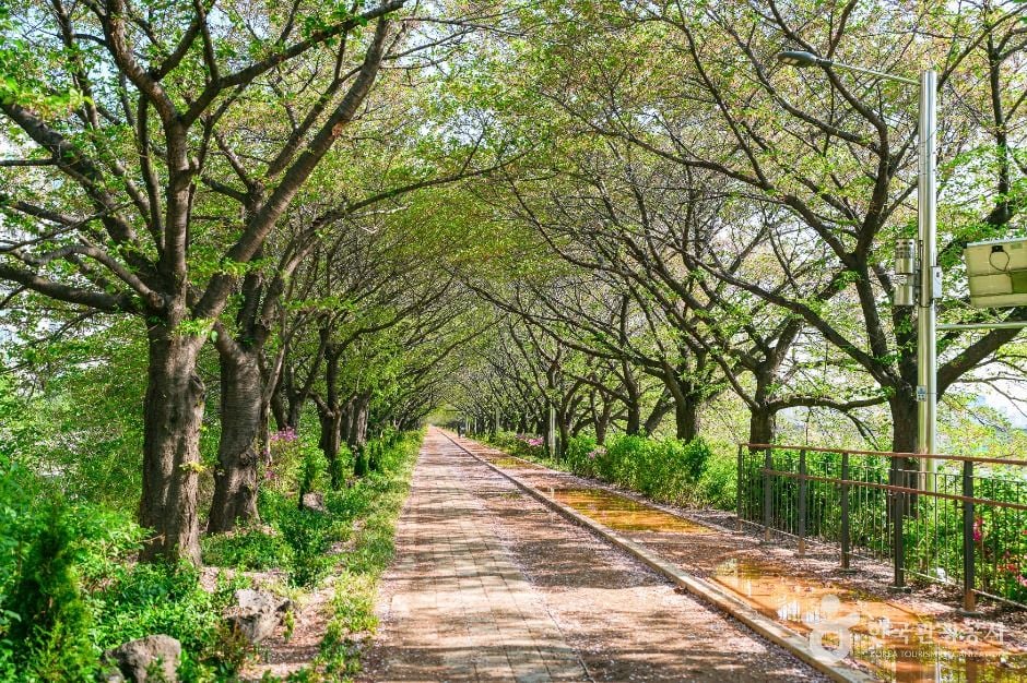 서울 안양천 제방벚꽃길 이미지 5