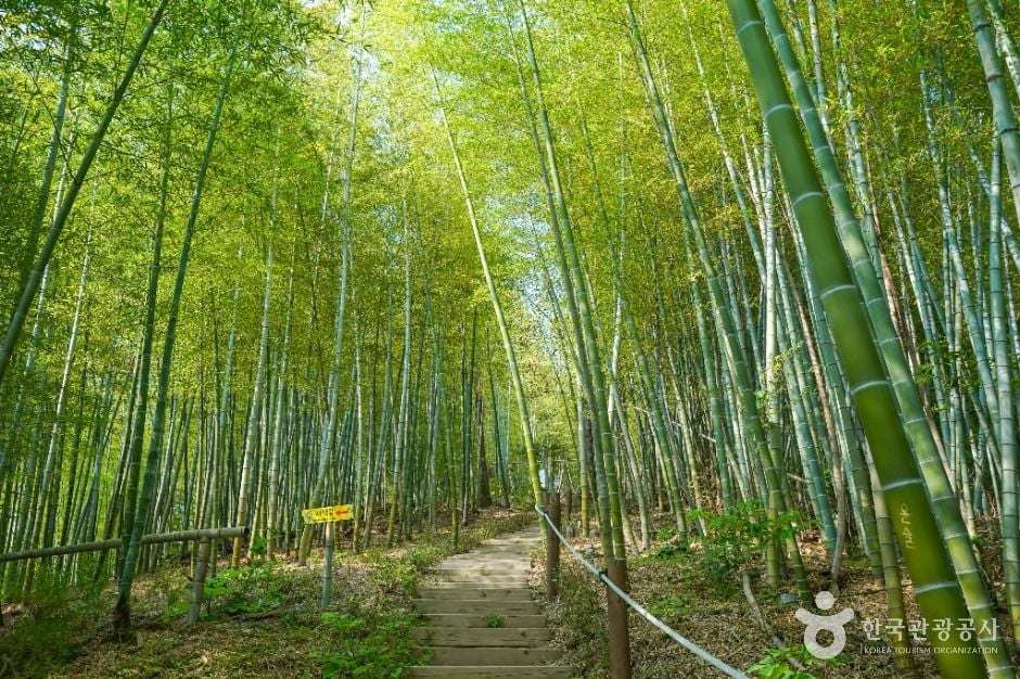 거제 맹종죽테마파크 이미지 4