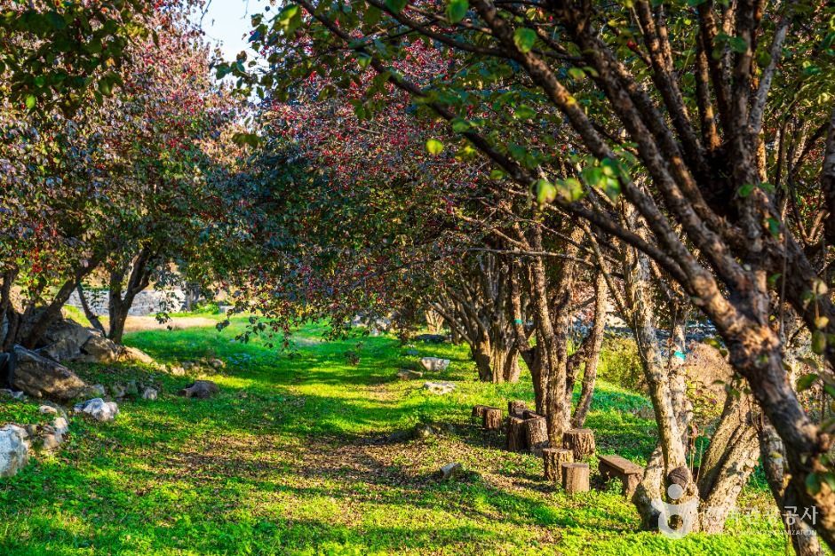 이천 산수유마을 이미지 8