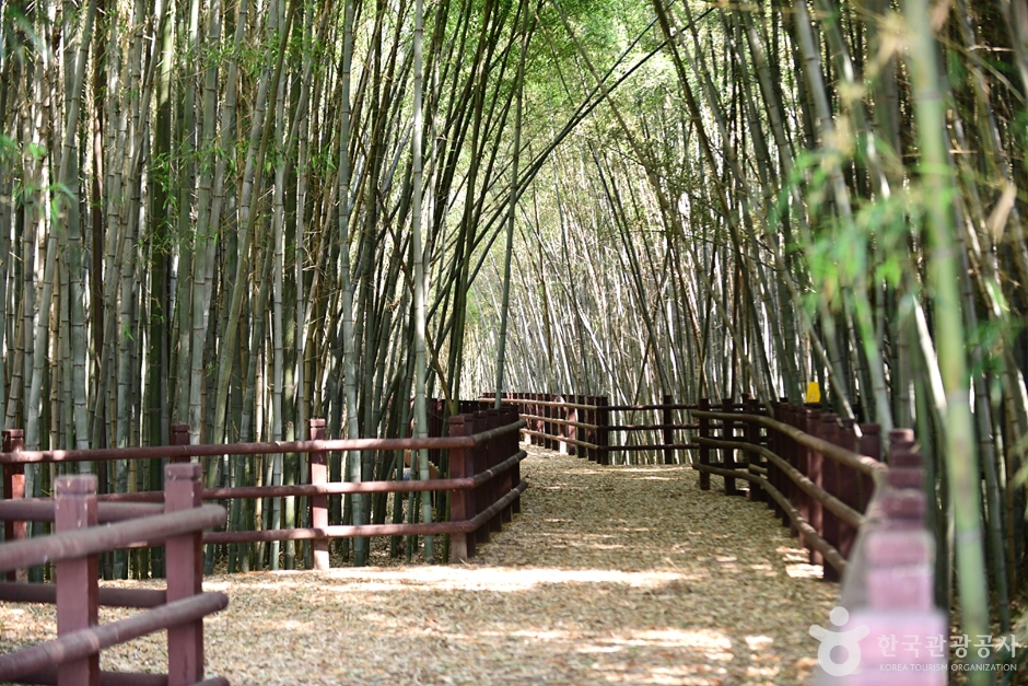 담양 습지 _영산강 8경 이미지 6