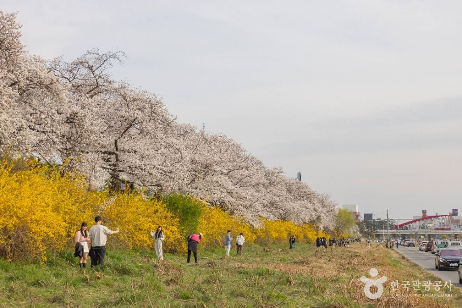 청주 무심천 벚꽃 거리 이미지 2