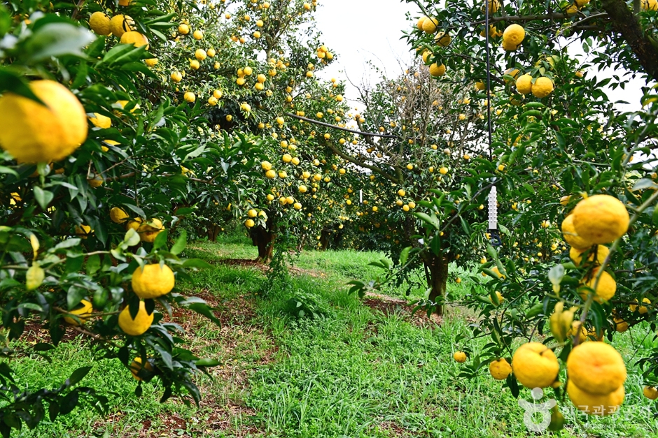 고흥 유자공원 이미지 5