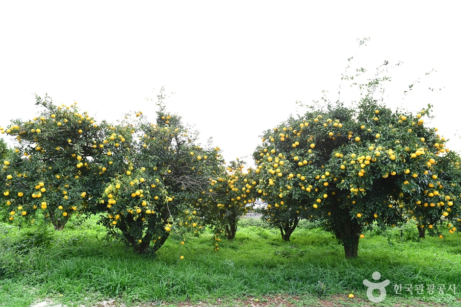 고흥 유자공원 이미지 7
