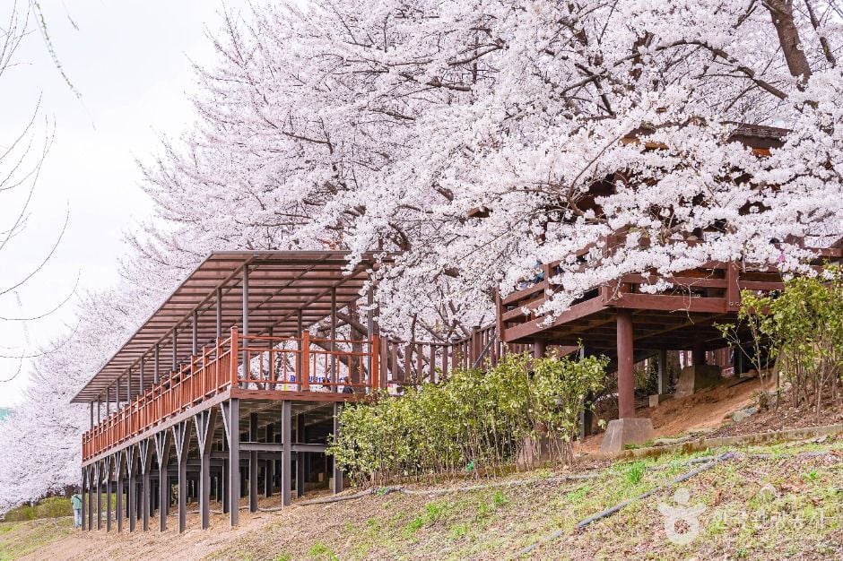 서울 안양천 제방벚꽃길 이미지 2