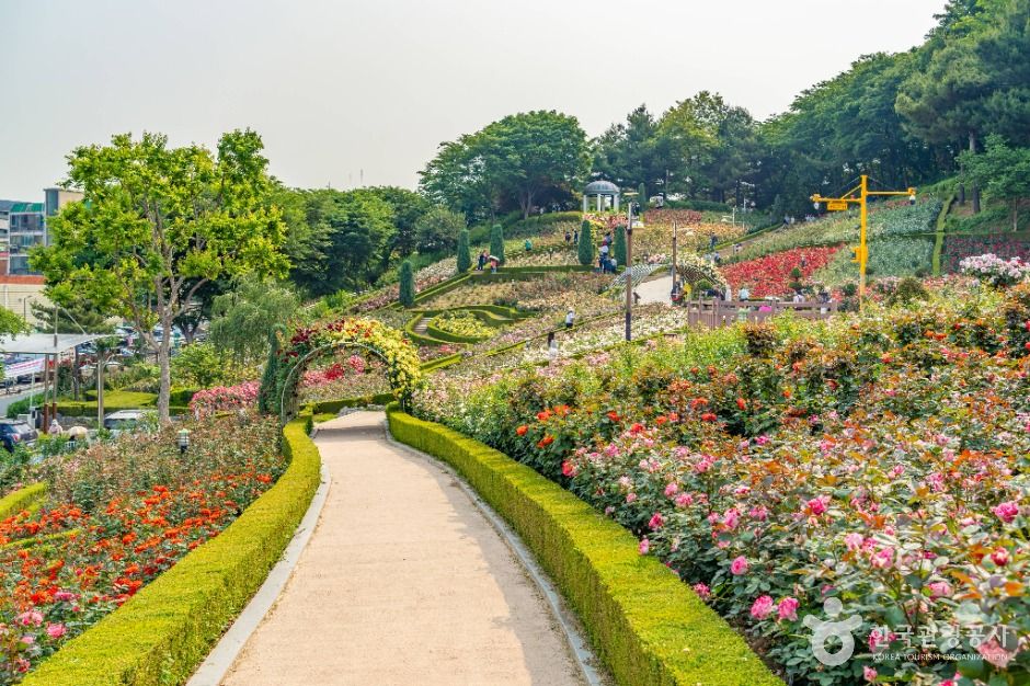 부천 백만송이장미원 이미지 6