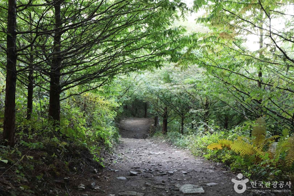 양평 서후리숲 이미지 10