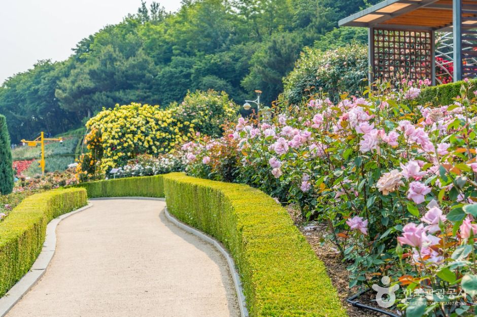 부천 백만송이장미원 이미지 2