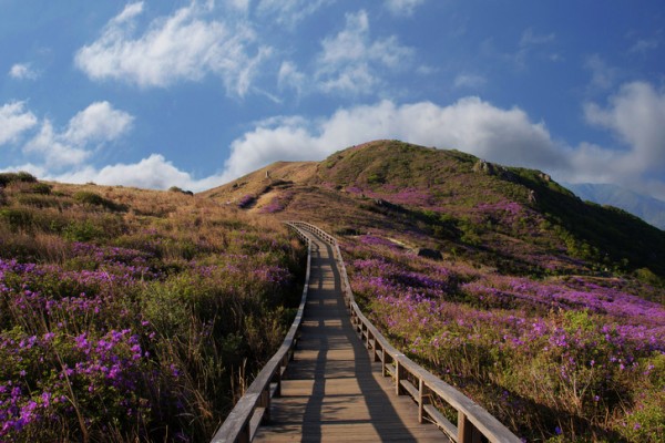 경남합천 황매산 군립공원_추천명 썸네일